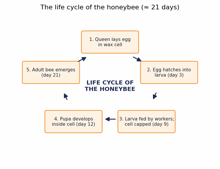 Band 8.5 — Process: The Life Cycle of the Honeybee